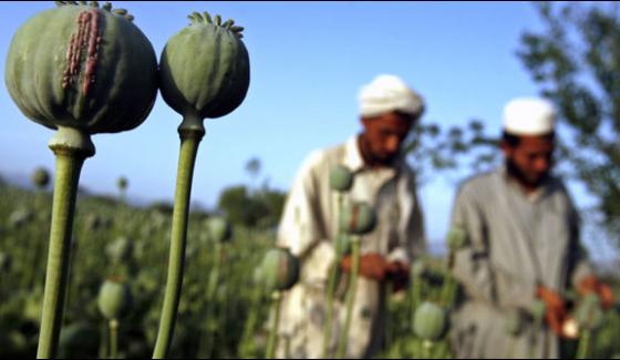 Afghanistan Opium Production Increased 43