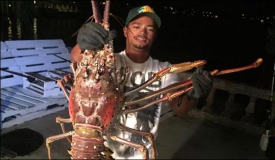 Lobster Weighing 14 Pounds Found At Shore Of Bermuda
