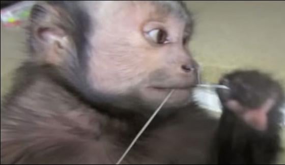 Monkey That Take Care Of Its Teeth