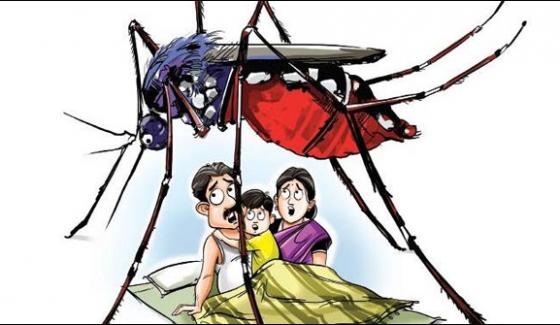 Severe Dengue In Thar 162 Patients Affected