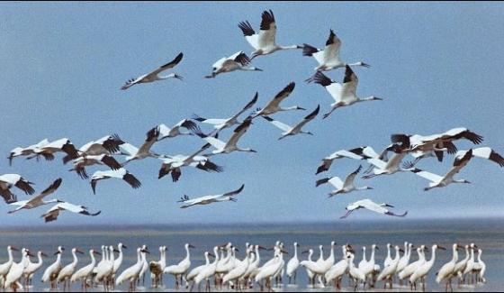 Arrested Two Hunters From Badin Export Of Rare Water Bird