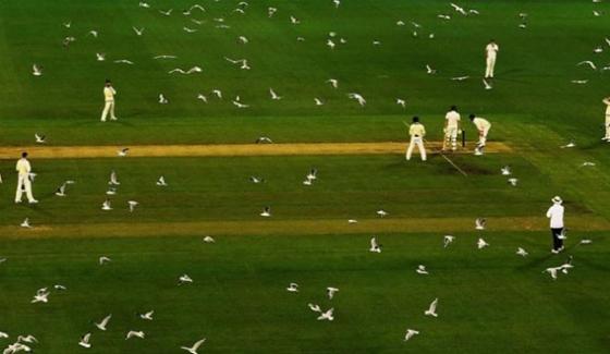 Australia Swarms Of Seagulls Take Over Mcg Ground
