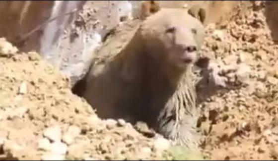Bear Discovered During Excavations In Turkey