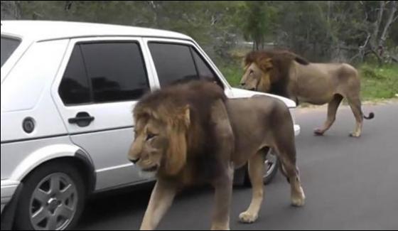 Lions Walk On South African Road Traffic Jam