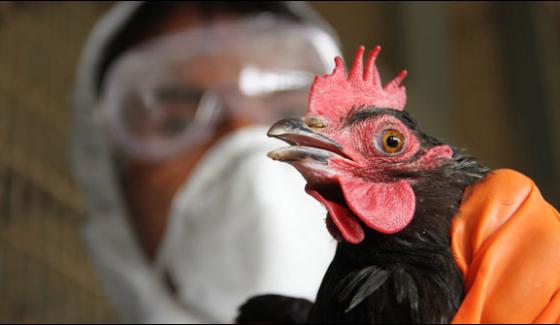 Bird Flu Millions Of Chickens Killed In Japan And South Korea