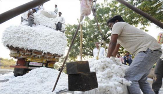 Pakistan Return 10 Thousand Bales Of Cotton Of India