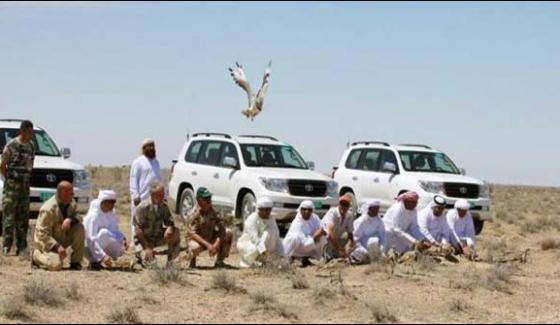 Princes Of Qatar Reach Sukkur To Hunting Houbara