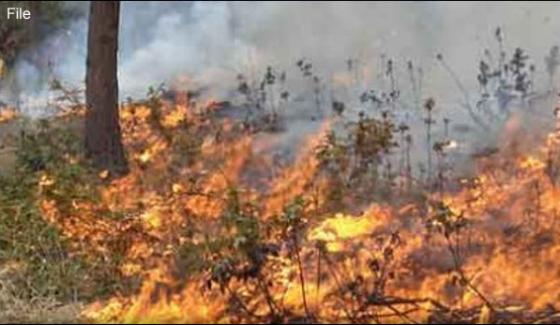 Fire Scorches Murree Forest