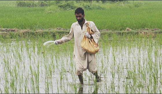 Cm Punjab Shebbaz Sharif Restored Subsidies On Fertilizers