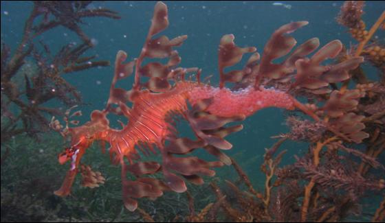 Rare Sea Horse Found Captured By Camera