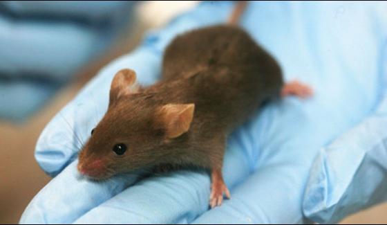 Lahore Mayo Services Hospitals In Rats Rule