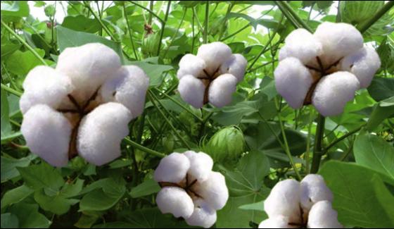 Cotton Rates And Prices Stable In Local Market