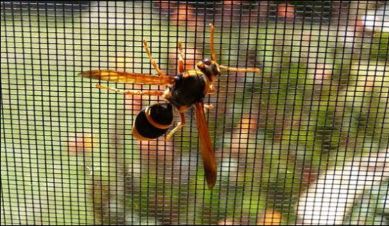 27 Killed In 13 Years In Australia From Sting Of Wasp And Bees