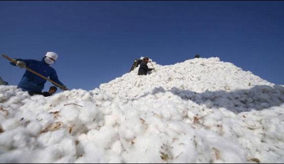 100 To 200 Rupees Price Hike In Cotton