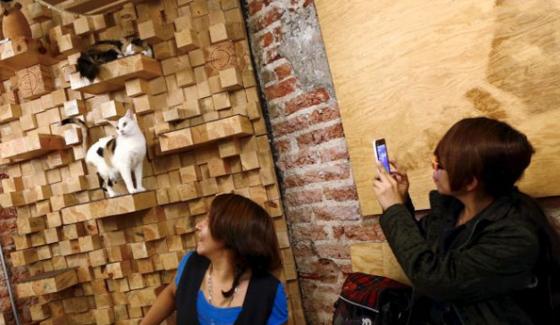 Cat Cafe For Cat Lovers