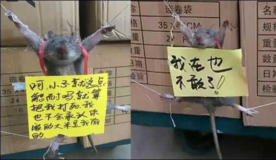 Rice Stealing Rat Caught In China