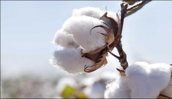 Cotton Production Increased By 1063 Percent