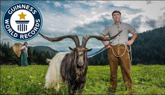Rasputin Goat Added To Guinness Book Of World Record