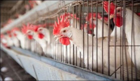 Uae Lifts Ban On Pakistan Poultry Import Products
