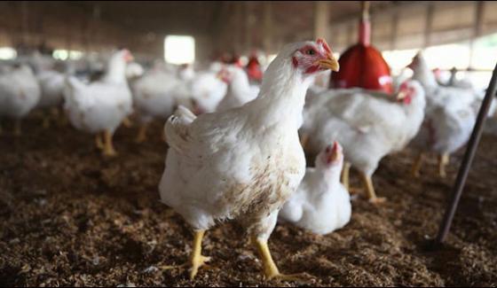 Uae Over Eight Years After The Ban On Indian Poultry