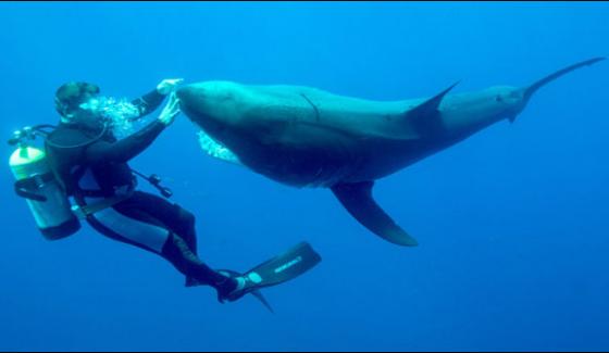 Brave Diver Who Tame The Dangerous Shark In Joy Making