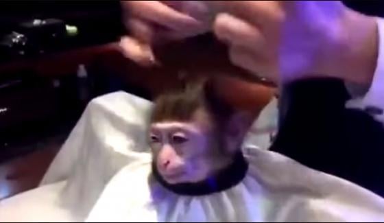 Monkey Hair Cutting Video Viral On Social Media