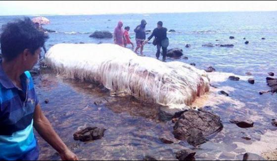 Philippines 20ft Long Creature Mystery Solved On