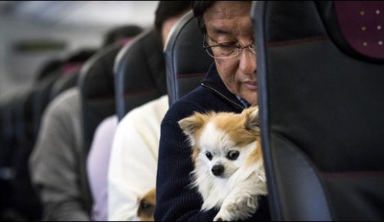 The Dog Will Also Enjoy Trips In Airplane