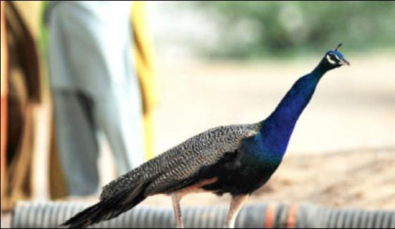 Peacocks Masterpiece Of Thar Dying Struggling To Stay Alive