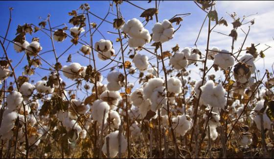 Cotton Cultivation In Sindh Starts