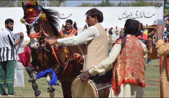 Sibi Famous Festival Begins Today Livestock