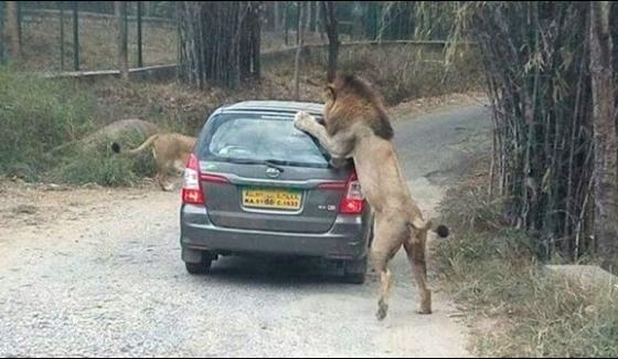 Tiger Attack On A Tourist Vehicle In India