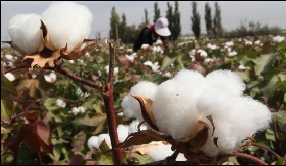 Business Of Fake Seeds Fertilizers And Medicines On Rise As Cotton Season Starts