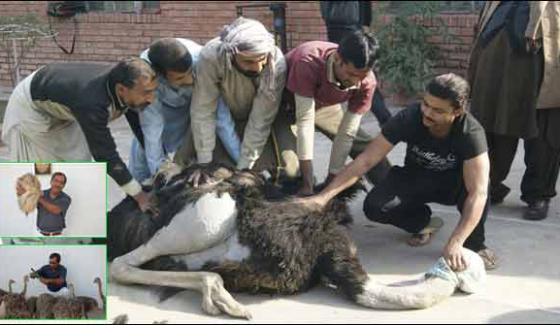 Ostrich Farming Unsuccessful In Sindh Successful In Punjab