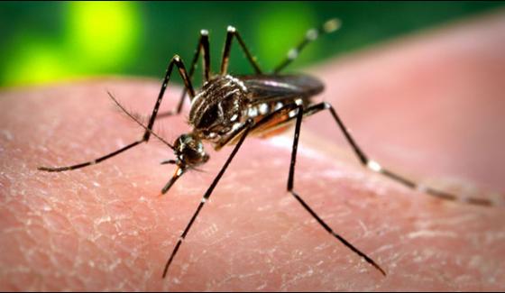 Exposed 13 Cases Of Dengue In Karachi