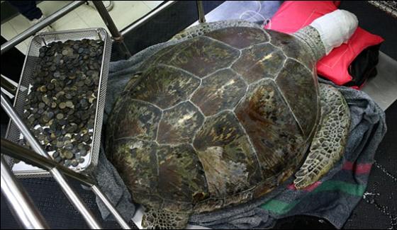 Thai Coins Of Destiny Eating Turtle Dies