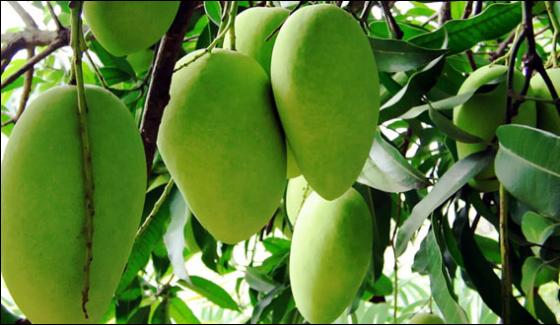 Nasarpur Diseases In Mango Orchards May Cut Production
