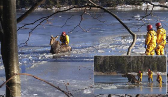 Men Saves Stag Stuck In Frozen Lake