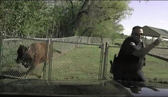 Texas Raging Cow Disturb The Cop