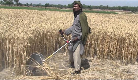 Mirpur Khas New Crop Of Wheat Has Been Reached The Market