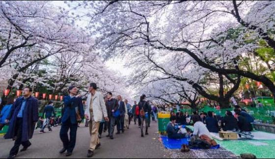 Japan Park Decorated With Flowers On Arrival Of Spring