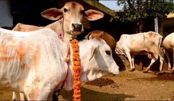 Indian State Gujrat Sets Life Term Punishment For Slaughtering Cow