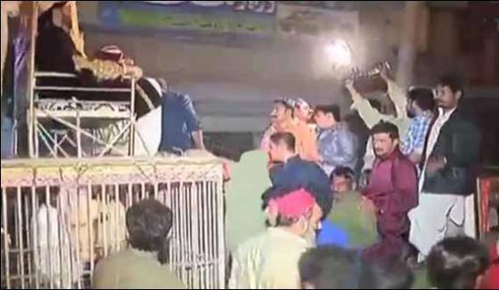 Citizens Bring Lions In Marriage In Multan