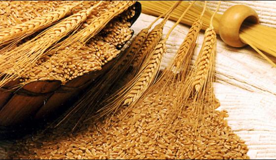 Ghotki Wheat Farmers Forced To Sell Bargains In Less Price