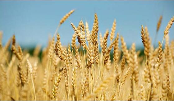 Multan Wind And Rain Damage The Wheat Crop