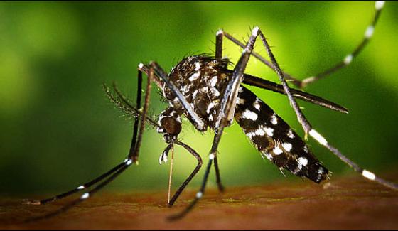 Zika Virus Could Enter Pakistan