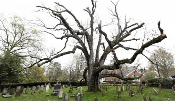 Newjersey 600 Year Old Tree Cut Down