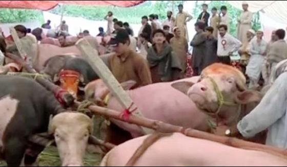 Rare Breed Of Buffaloes Festival In Swat