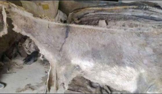 Karachigulistan E Johar 4700 Donkeys Skins Captured