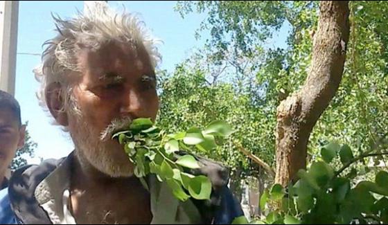 Man Belongs Gujranwala Eating Tree Leaves And Wood